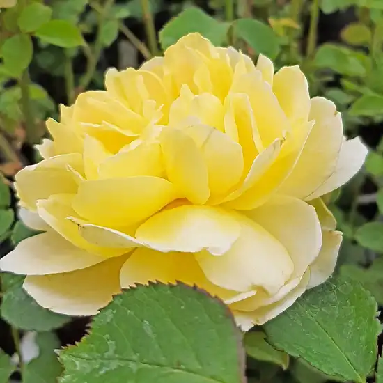 Trandafiri englezești - Trandafiri - Charlotte - 